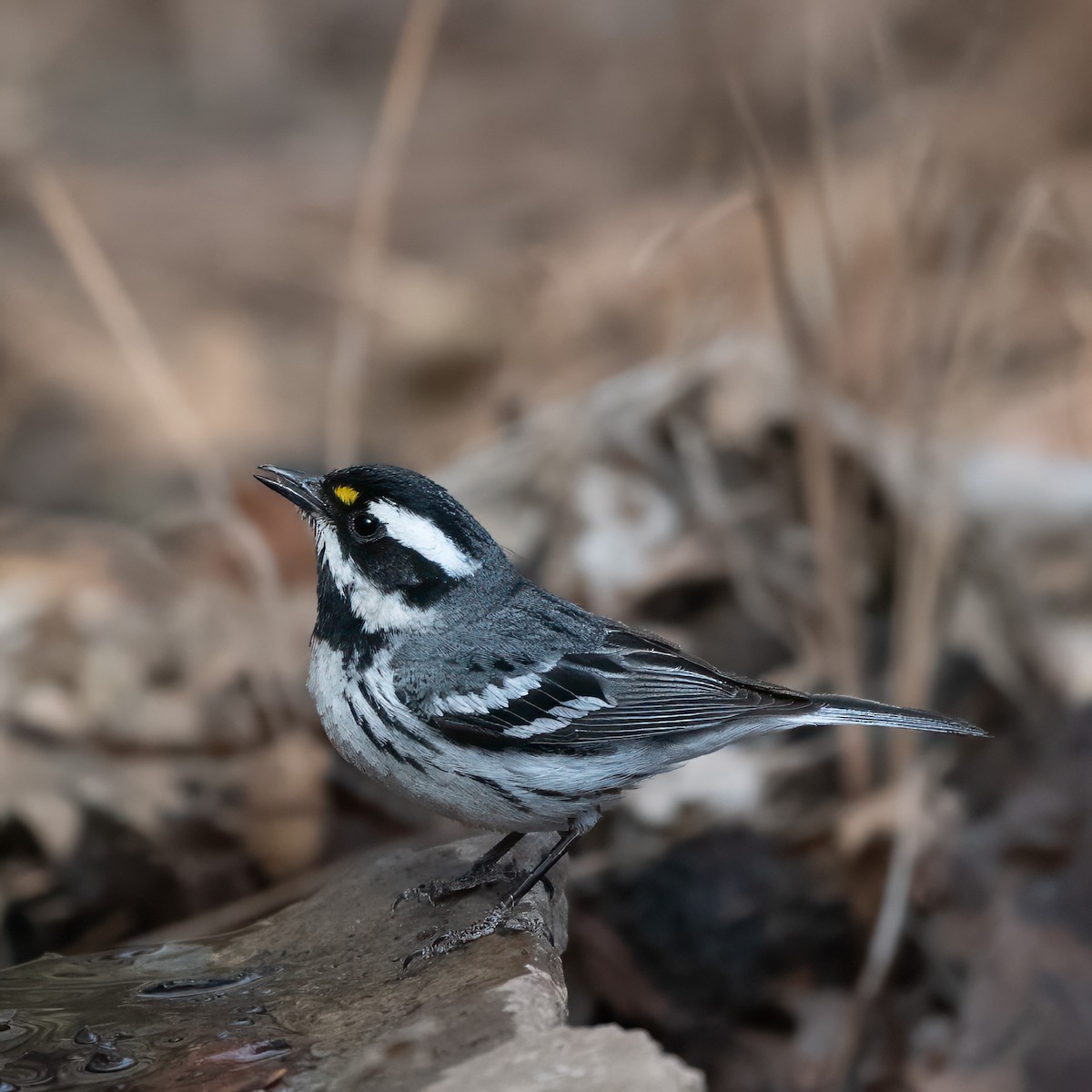 Black-throated Gray Warbler - Susan Nishio
