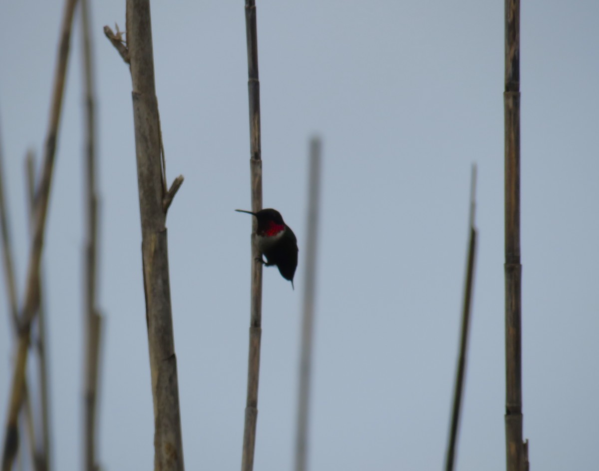 Ruby-throated Hummingbird - ML617812098