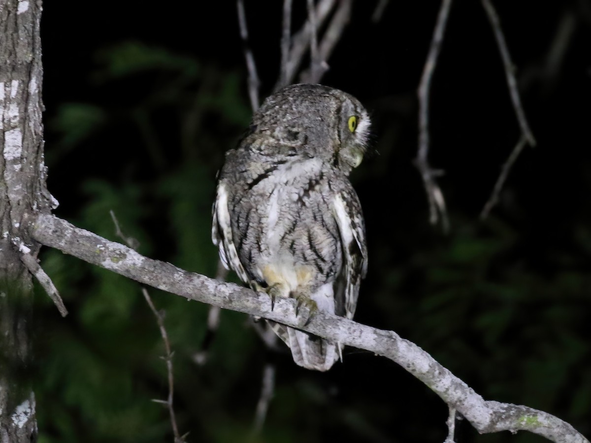 Eastern Screech-Owl (McCall's) - ML617812140