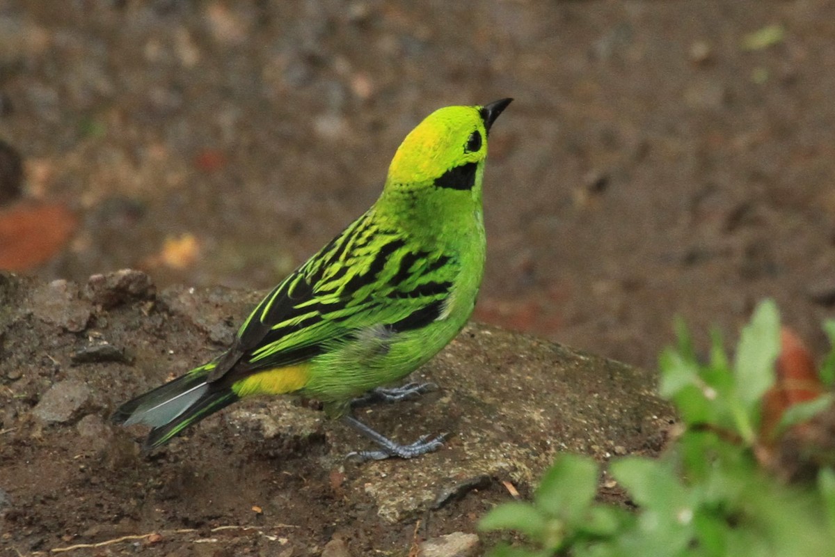 Emerald Tanager - ML617812143