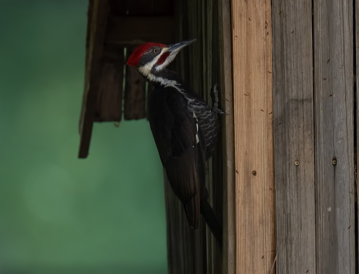 Pileated Woodpecker - ML617812157