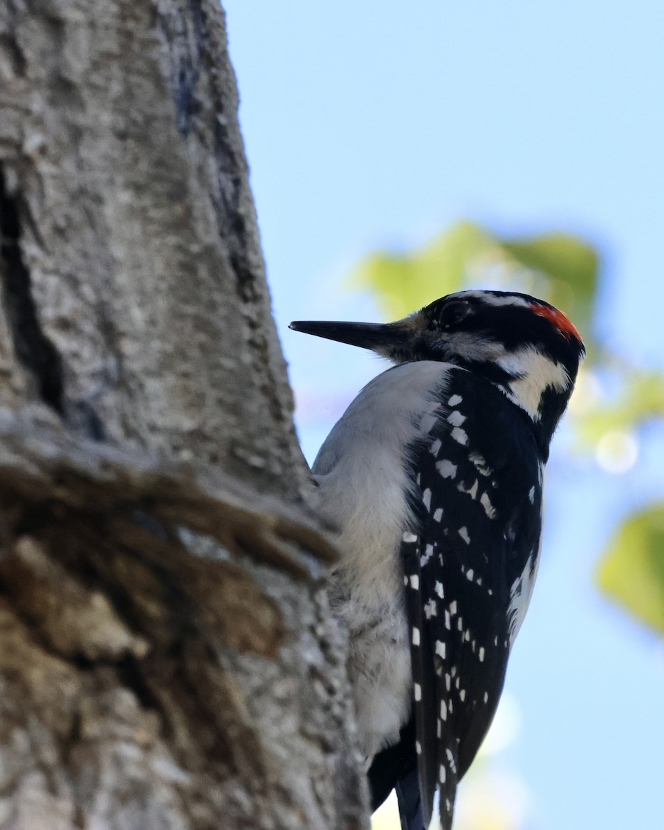 Hairy Woodpecker - ML617812194
