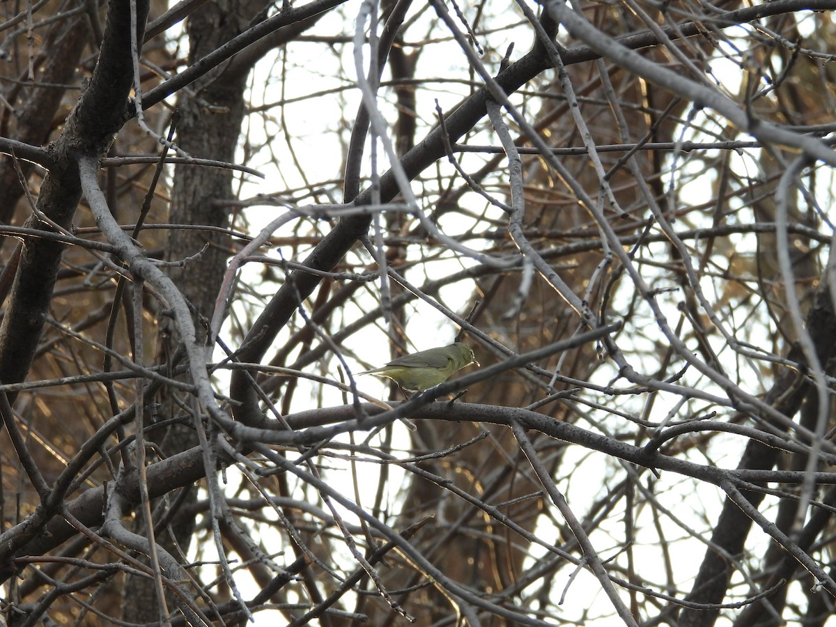 Orange-crowned Warbler - ML617812200