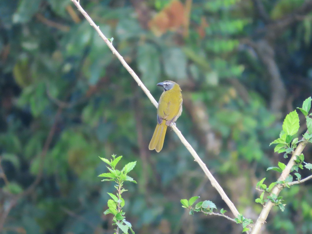 Buff-throated Saltator - Michelle Browning