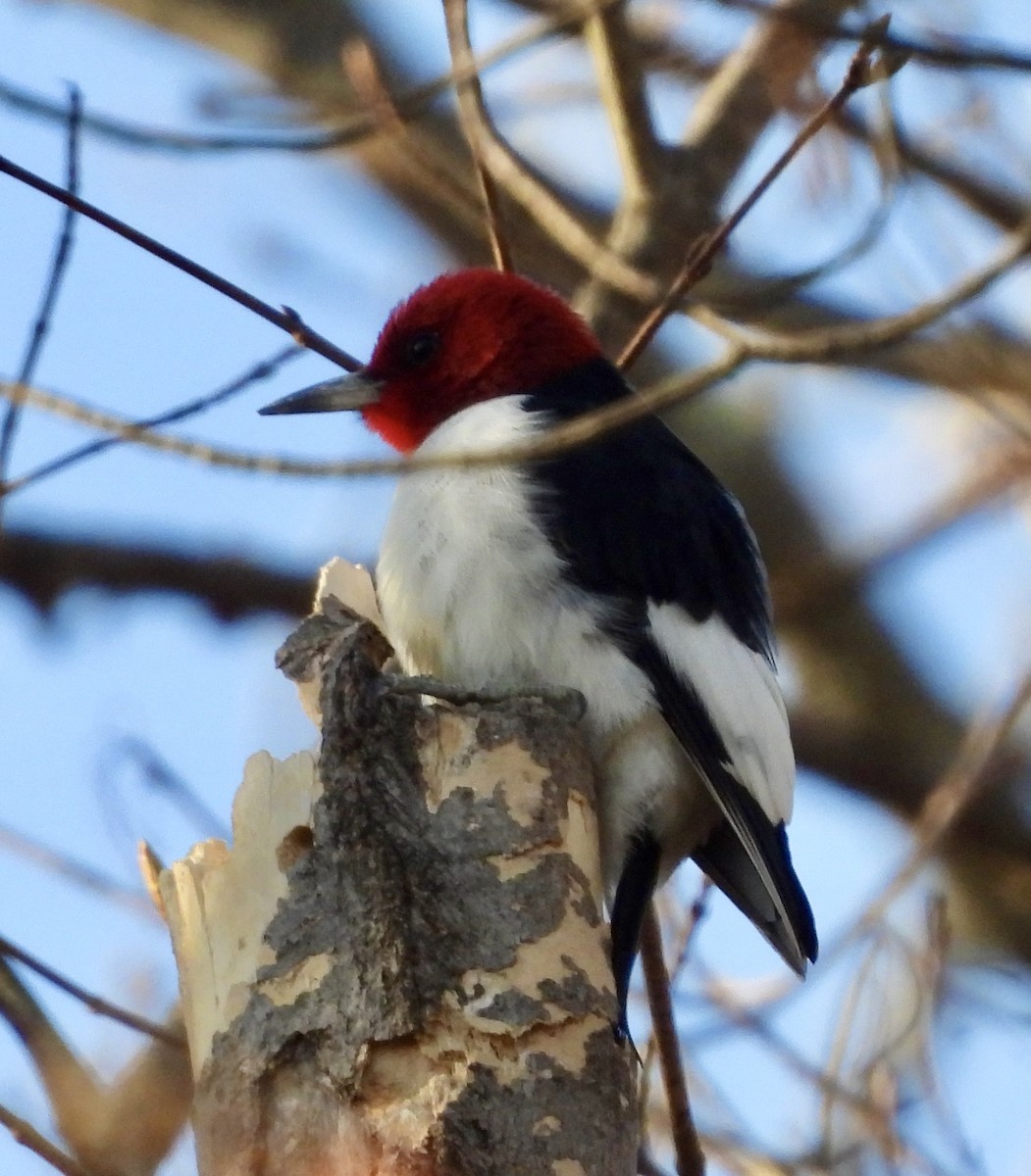 Red-headed Woodpecker - ML617812240