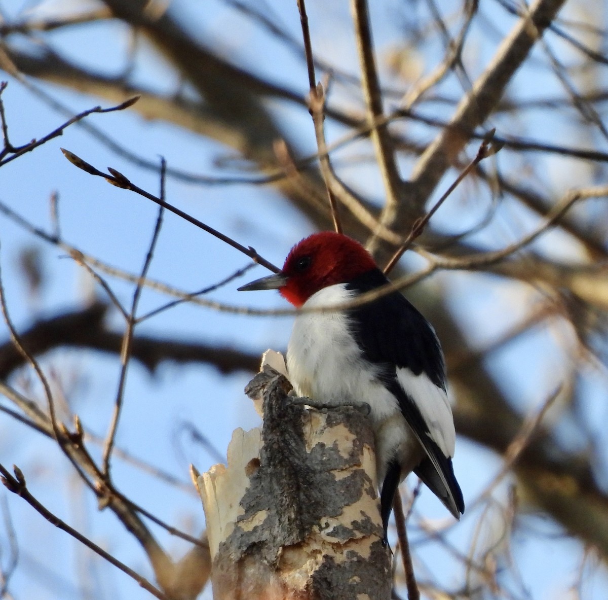 Red-headed Woodpecker - ML617812241