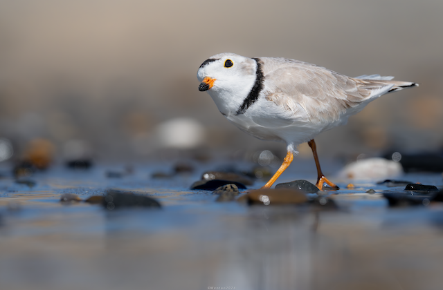 Piping Plover ML617812259