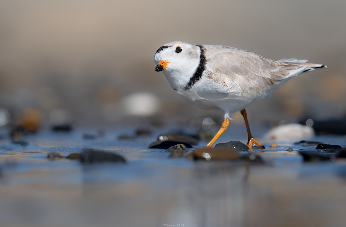 Piping Plover - ML617812259