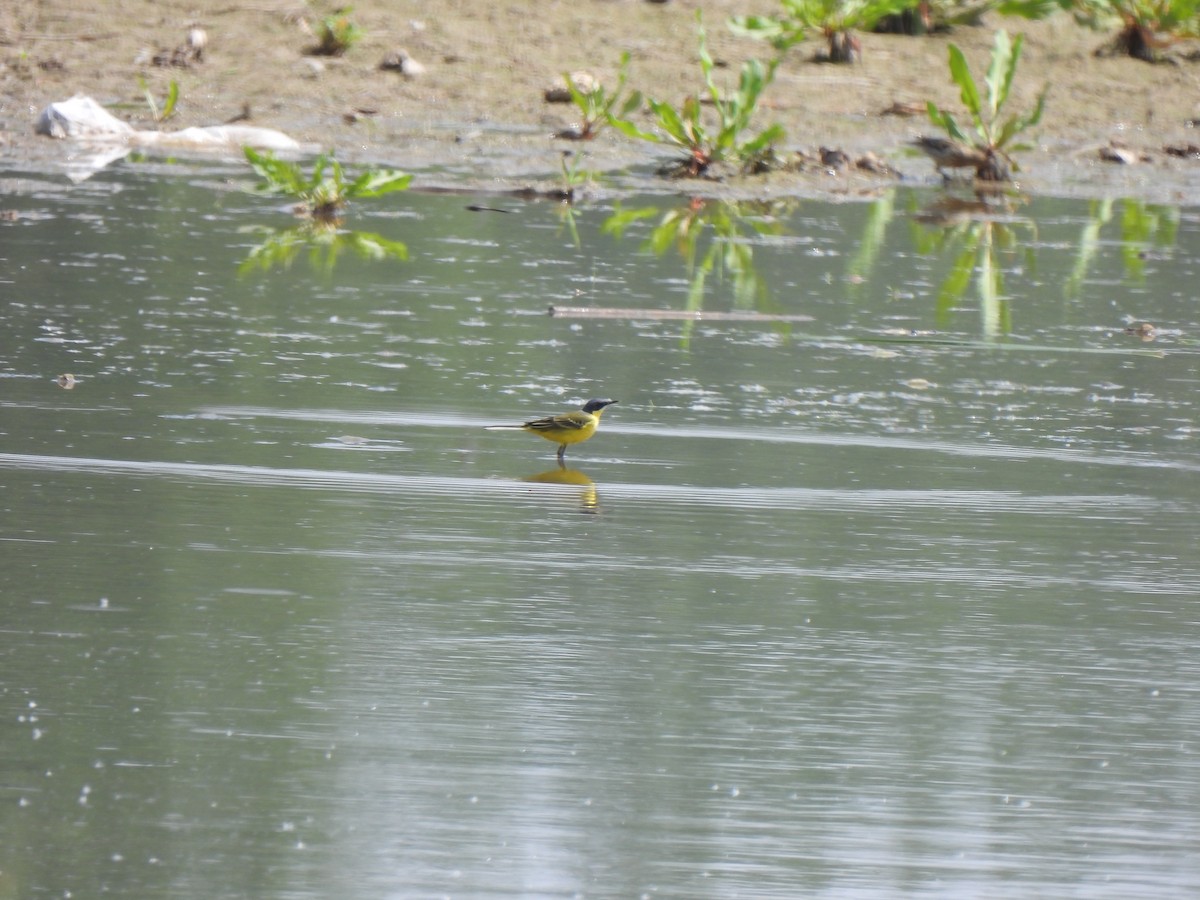 Eastern Yellow Wagtail - 雨 陈
