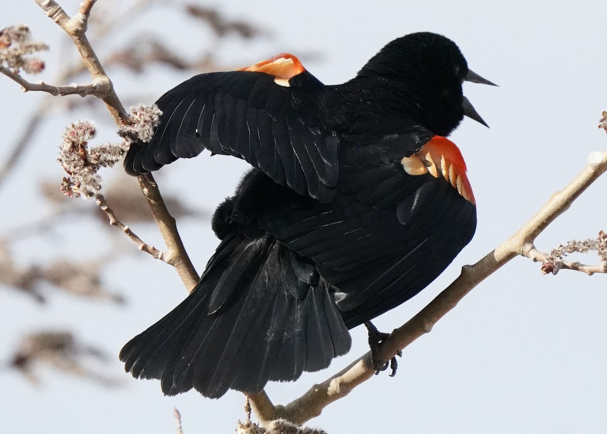 Red-winged Blackbird - Pam Hardy