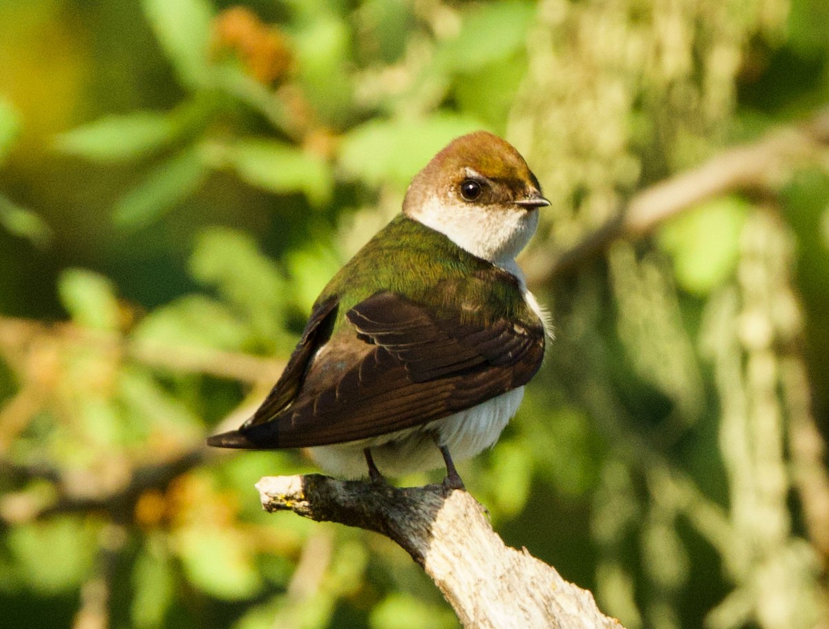 Violet-green Swallow - Pair of Wing-Nuts
