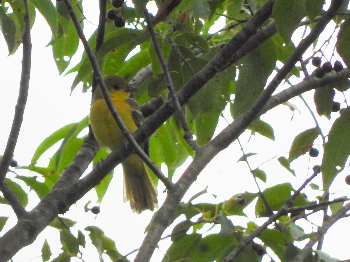 Orchard Oriole - ML617812319