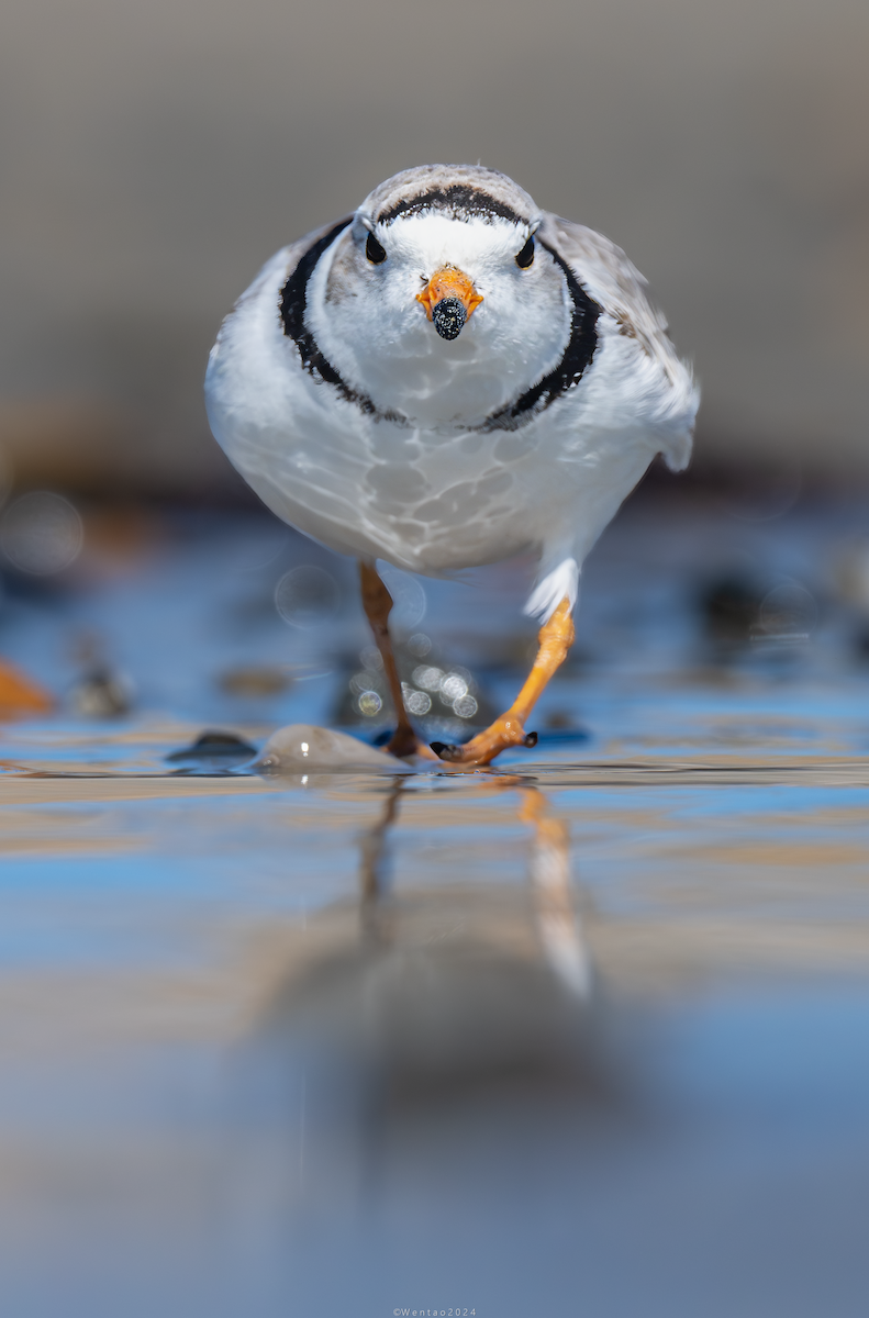 Piping Plover - ML617812381