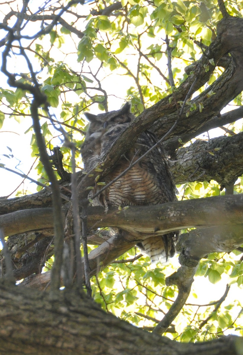Great Horned Owl - ML617812383