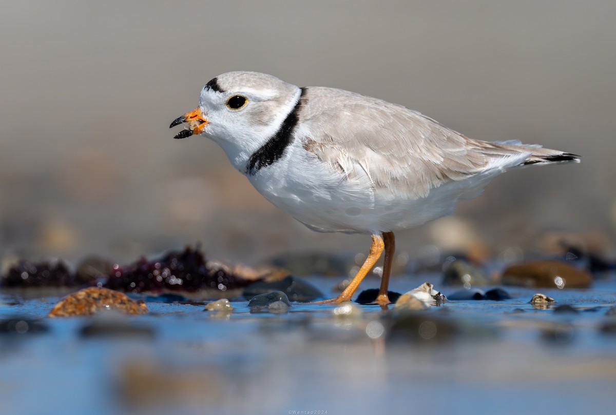 Piping Plover - ML617812394