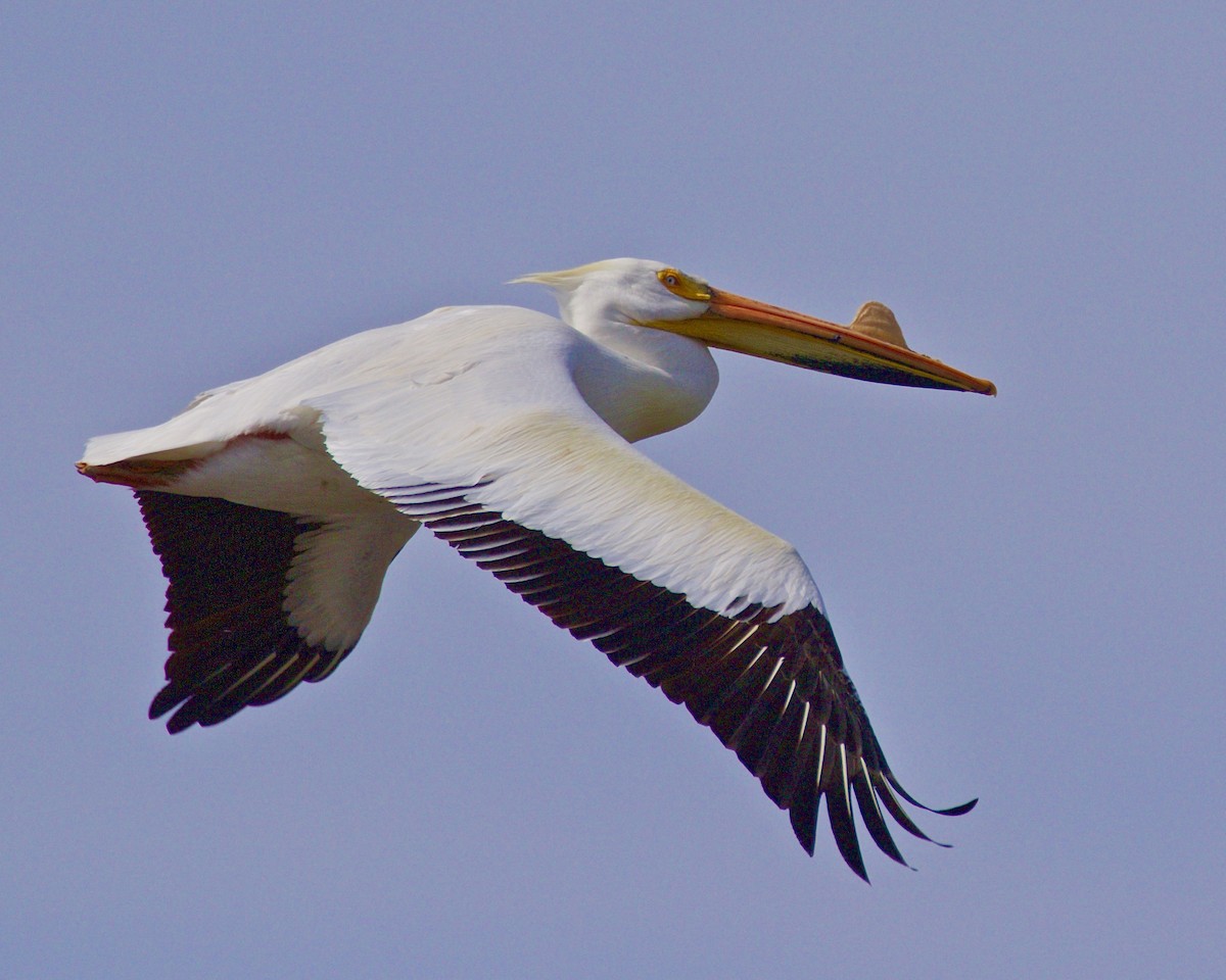 pelikán severoamerický - ML617812425