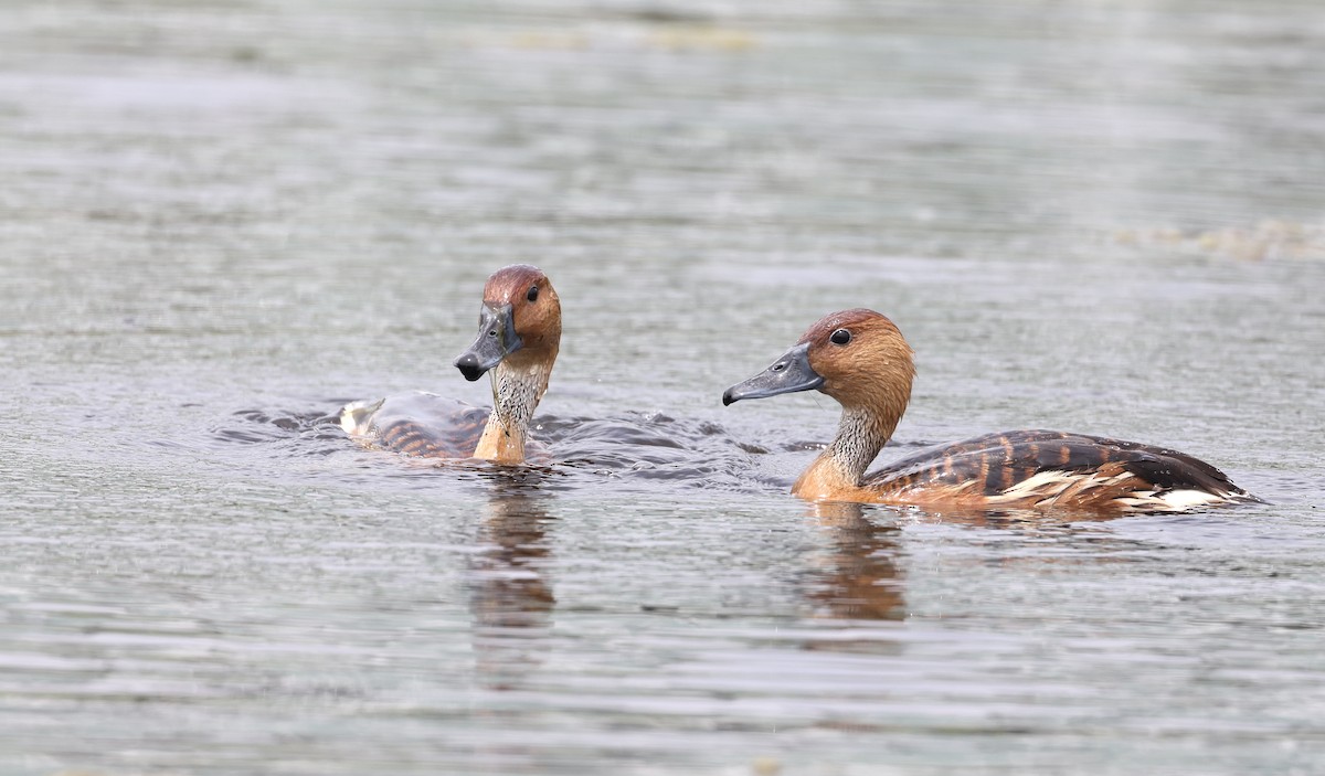 Fulvous Whistling-Duck - Andy Gee