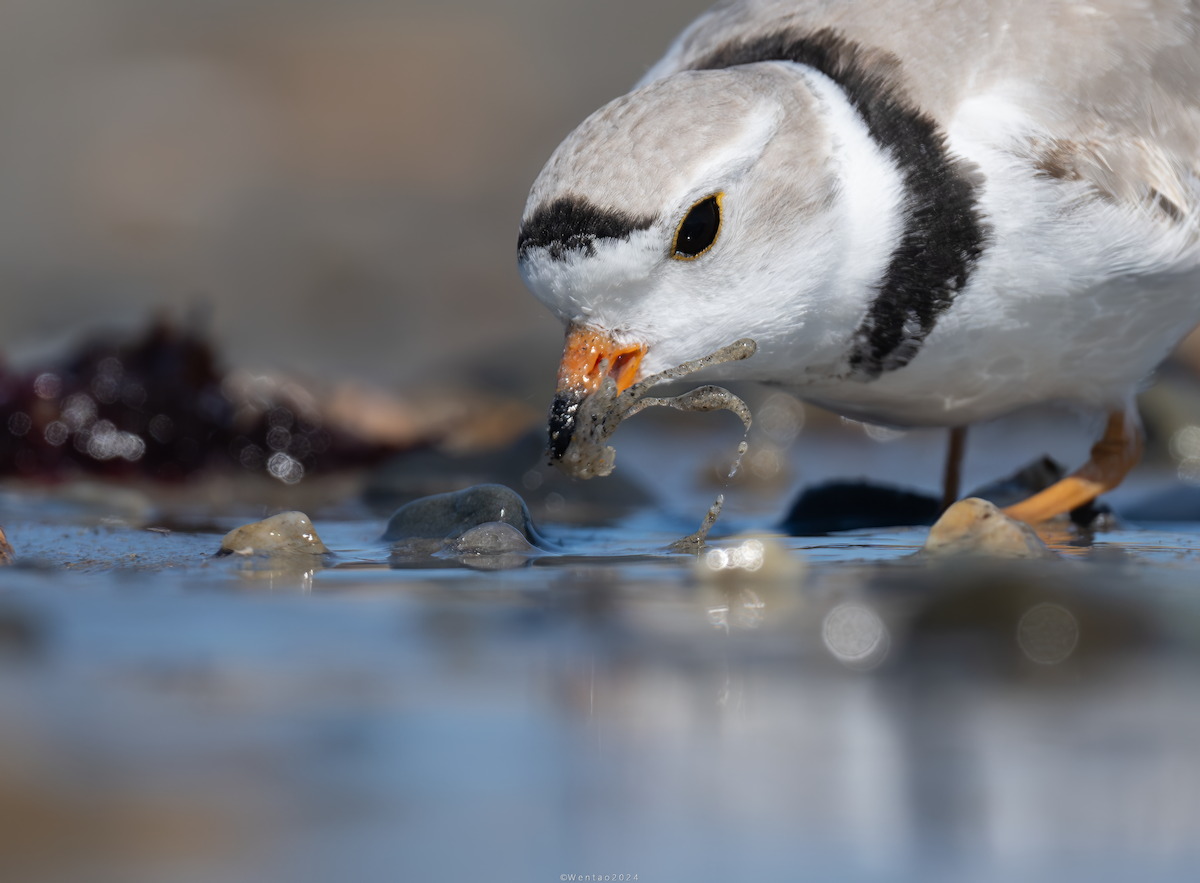 Piping Plover - ML617812441