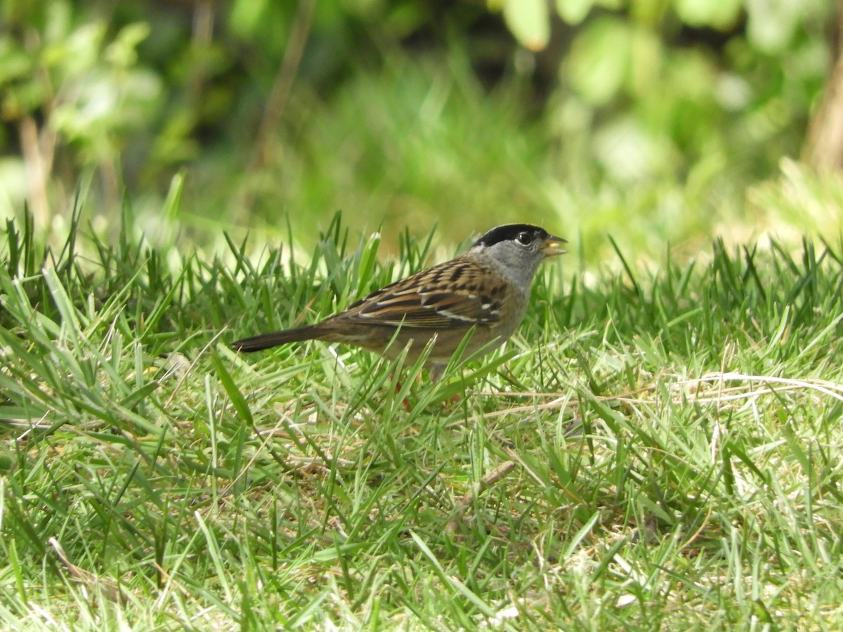 Golden-crowned Sparrow - ML617812455