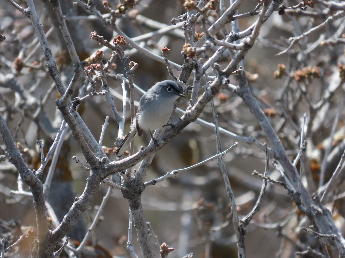 Blue-gray Gnatcatcher (obscura Group) - ML617812517