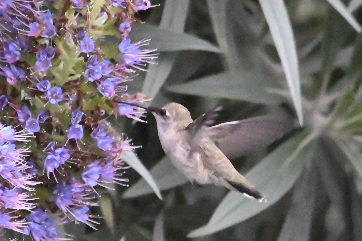 Black-chinned Hummingbird - ML617812533