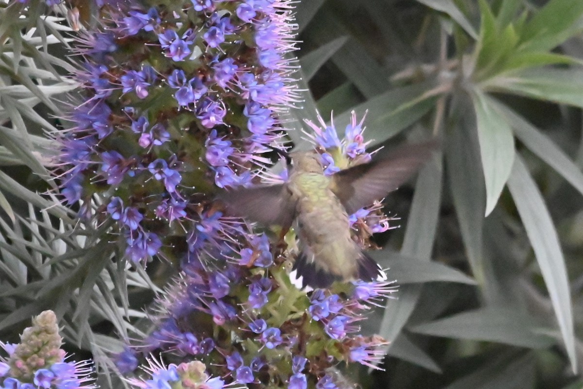 Black-chinned Hummingbird - ML617812535