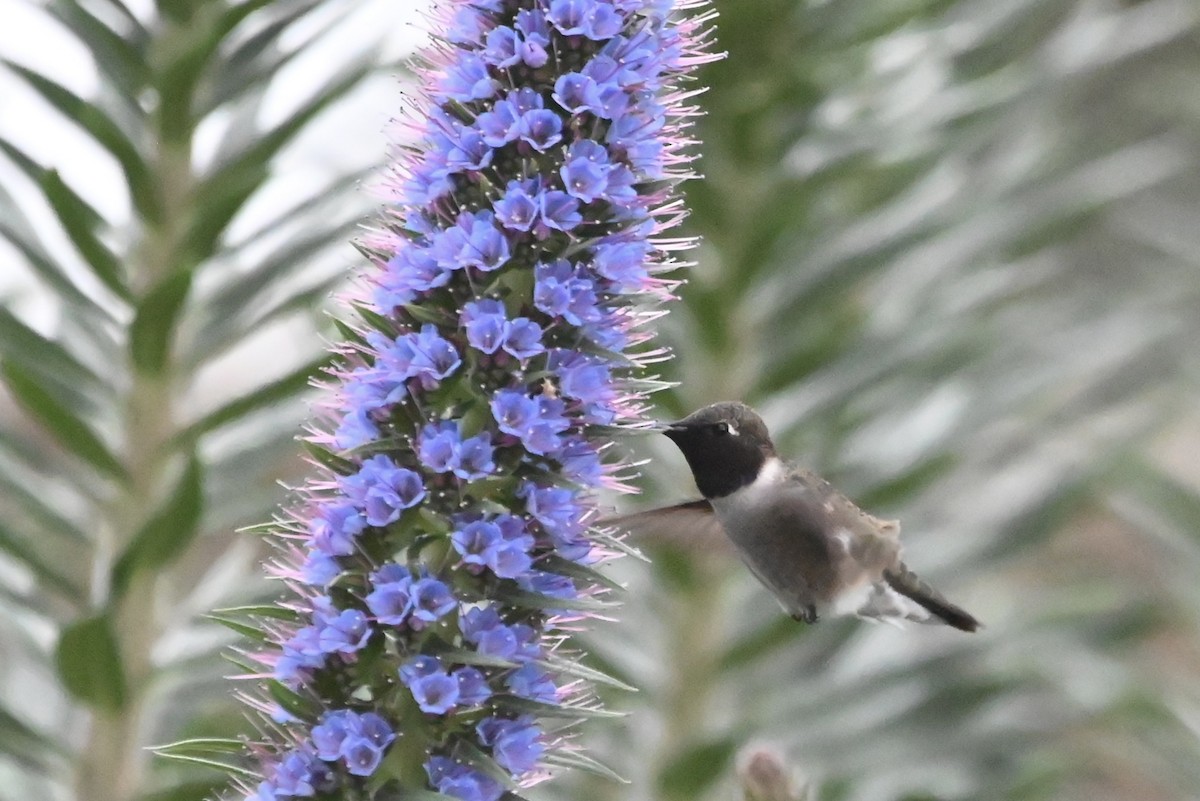 Black-chinned Hummingbird - ML617812536