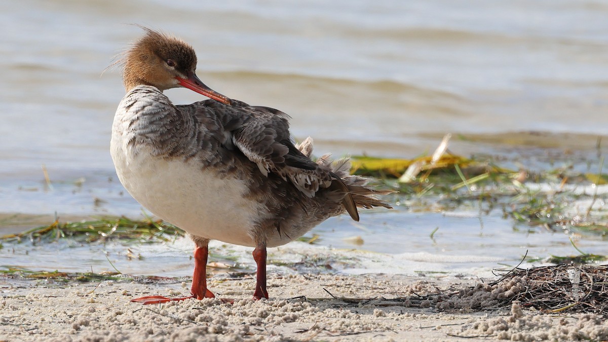 Red-breasted Merganser - Anthony Marella