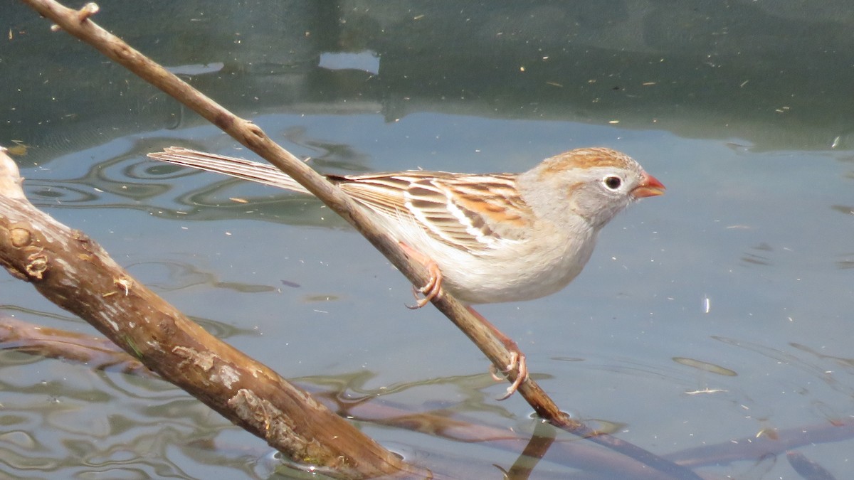 Field Sparrow - Christopher Frick
