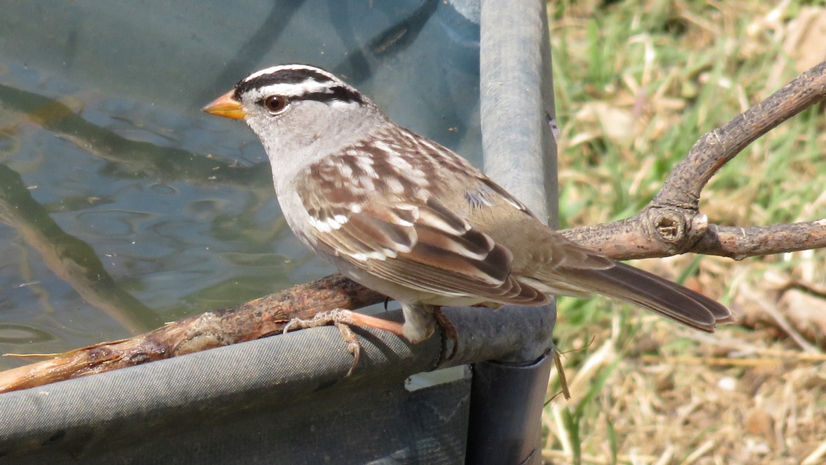 White-crowned Sparrow - ML617812565