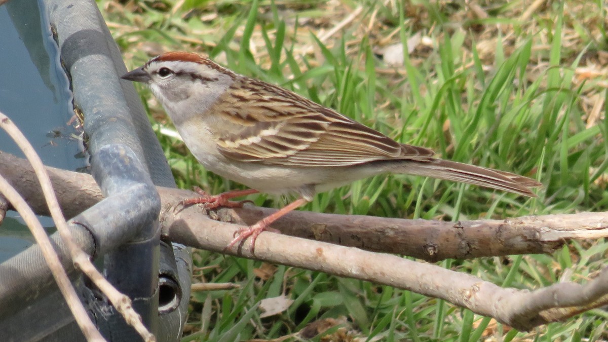 Chipping Sparrow - ML617812568