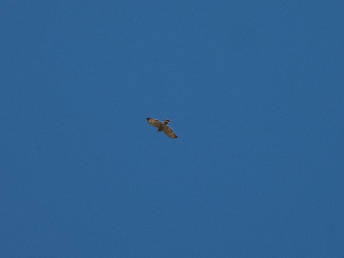 Broad-winged Hawk - ML617812577