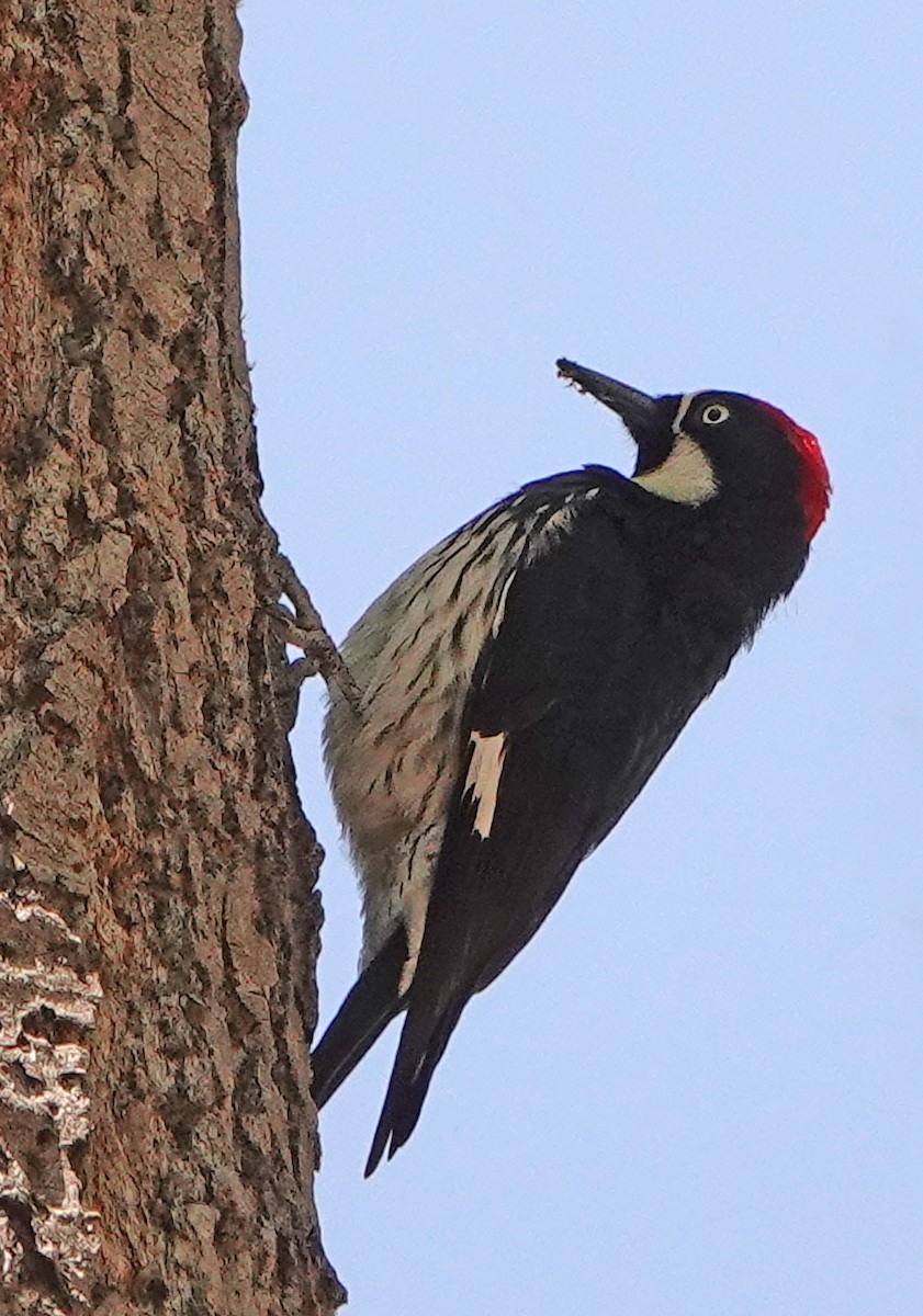 Acorn Woodpecker (Acorn) - ML617812584