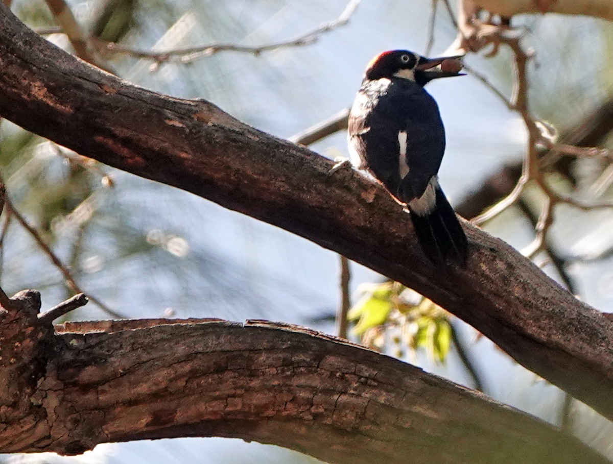 Acorn Woodpecker (Acorn) - ML617812587