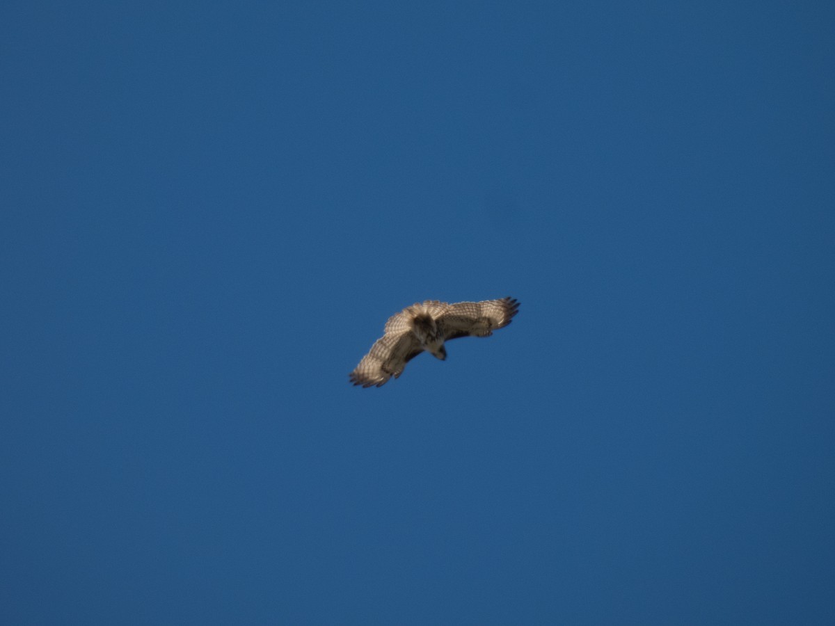 Red-tailed Hawk - ML617812588