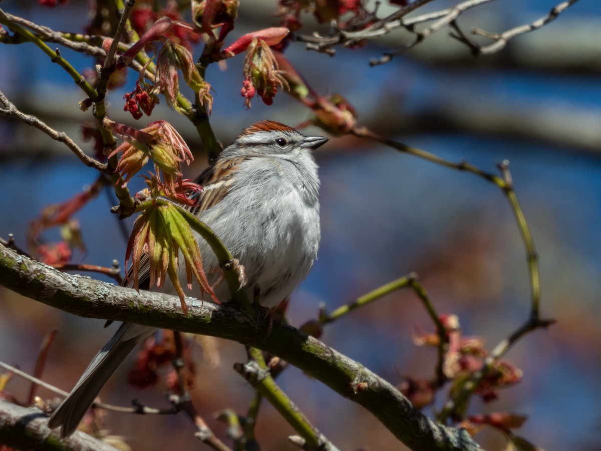 Chipping Sparrow - ML617812602