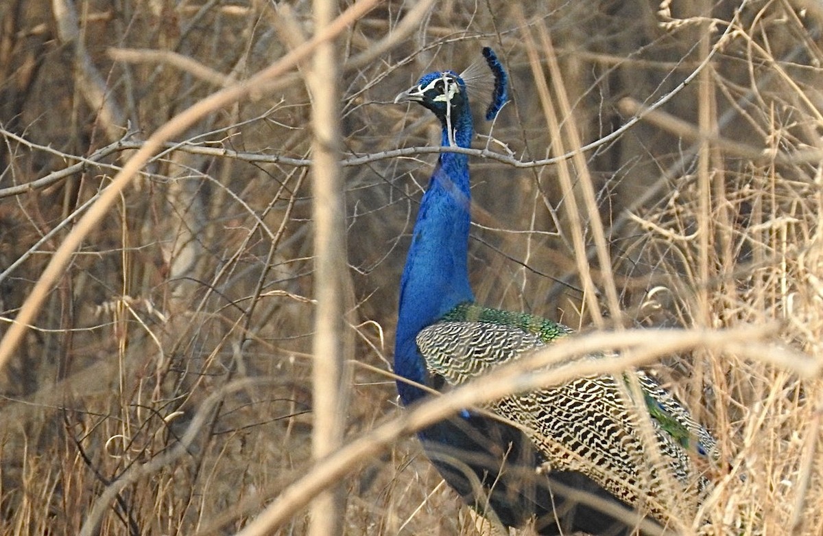 Indian Peafowl - Anir Bhat