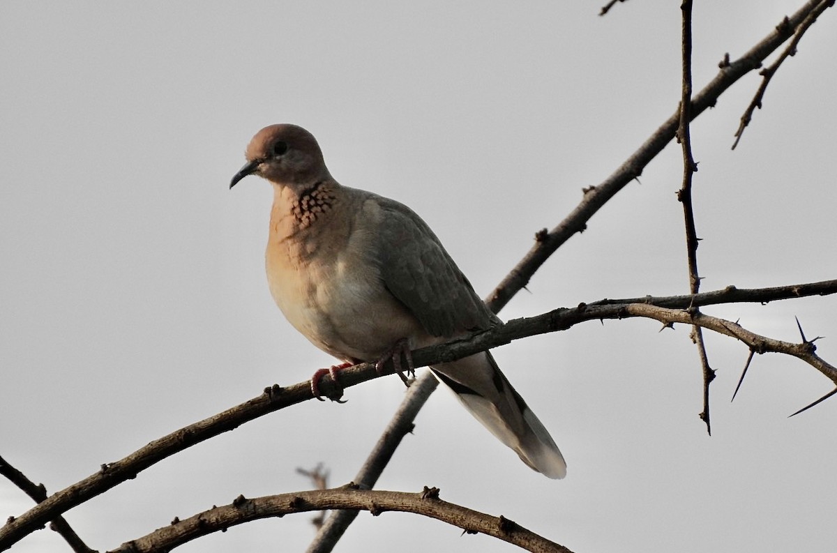 Laughing Dove - Anir Bhat