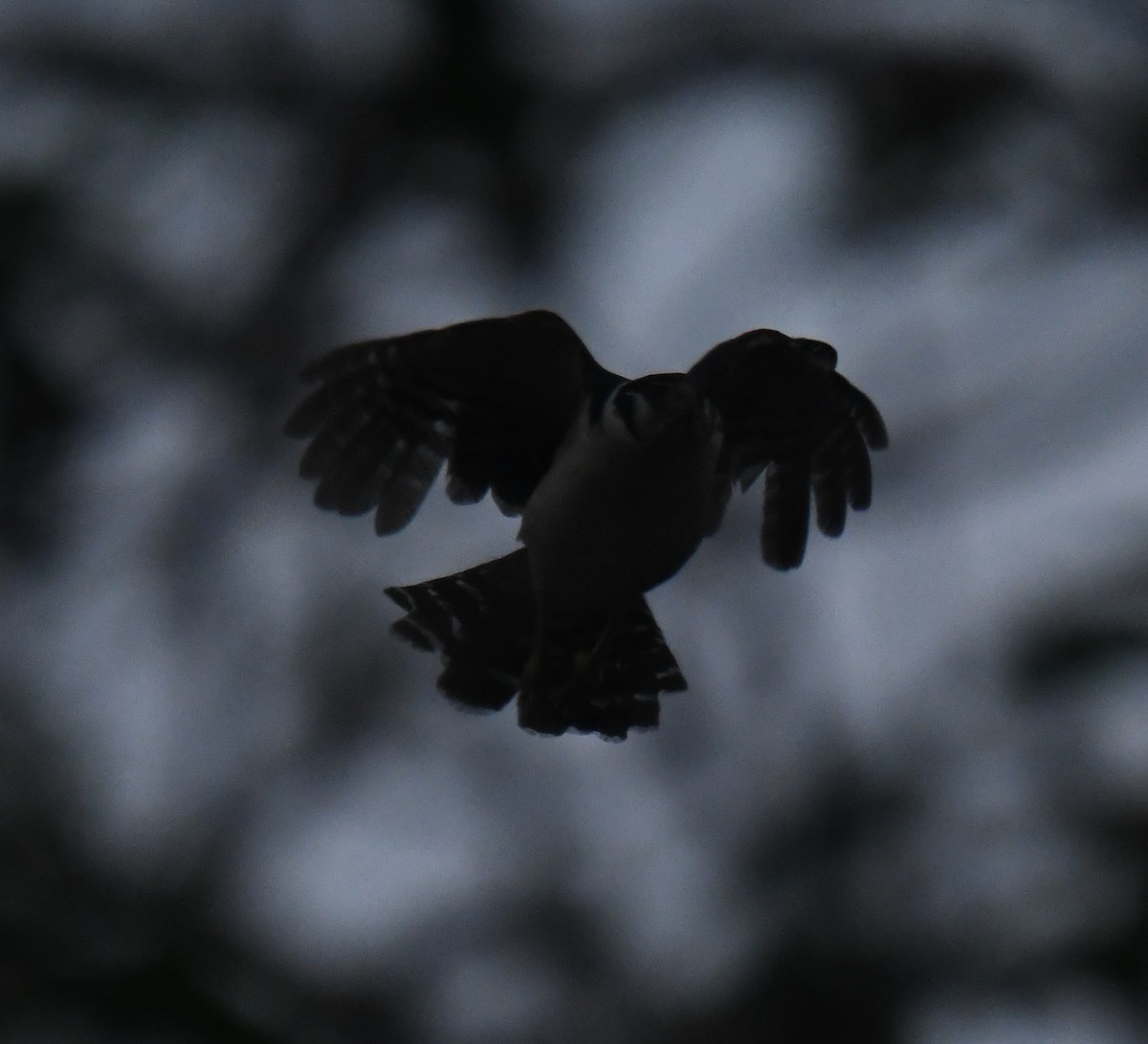 Collared Forest-Falcon - Leonardo Guzmán (Kingfisher Birdwatching Nuevo León)