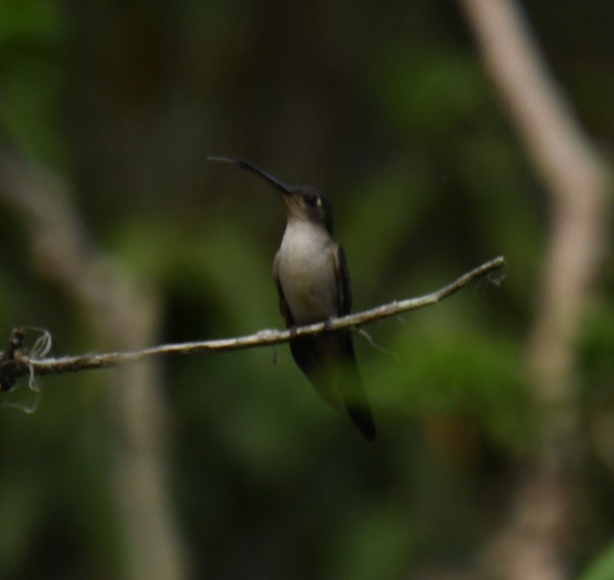 kolibřík klínoocasý - ML617812682