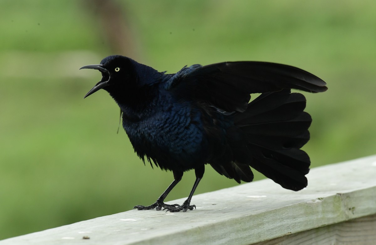 Great-tailed Grackle - ML617812714