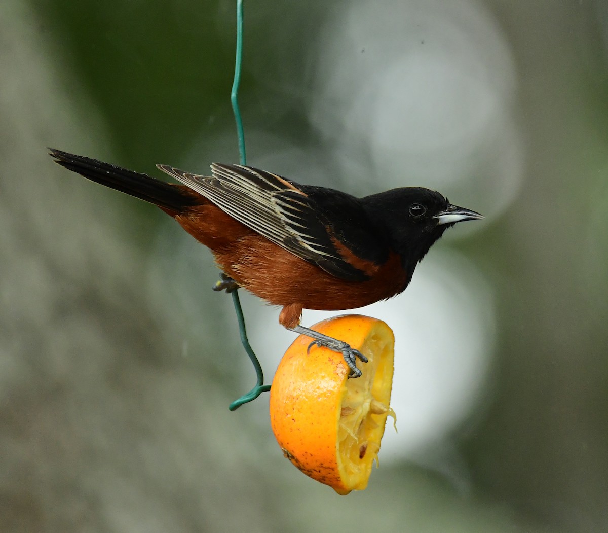 Orchard Oriole - ML617812761
