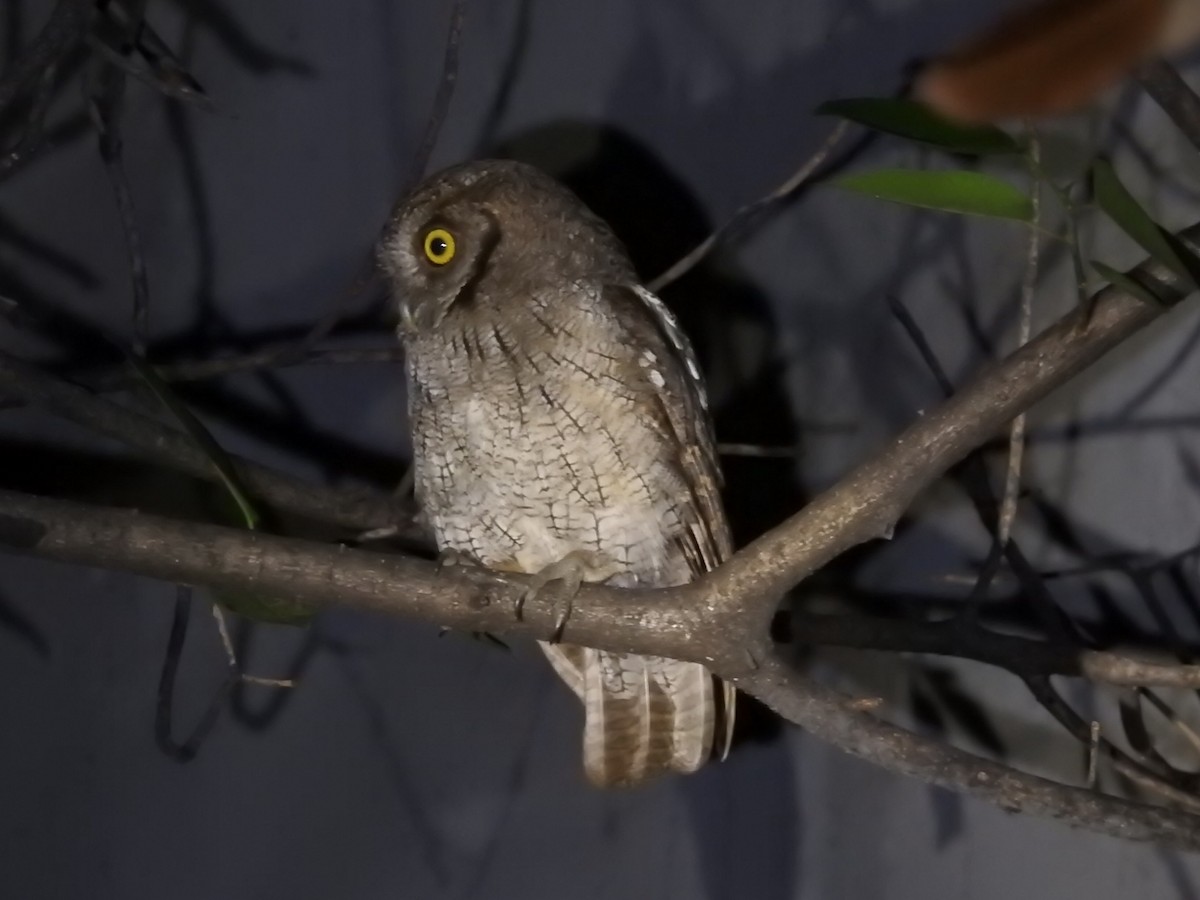 Tropical Screech-Owl - Daniel Garrigues
