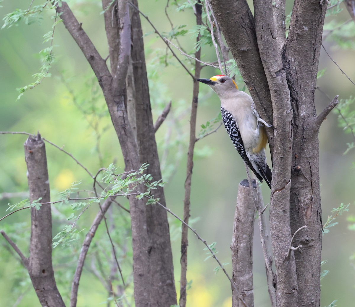 Golden-fronted Woodpecker - ML617812814