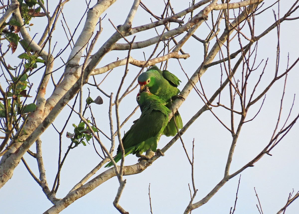 Red-lored Parrot - Tom Edell