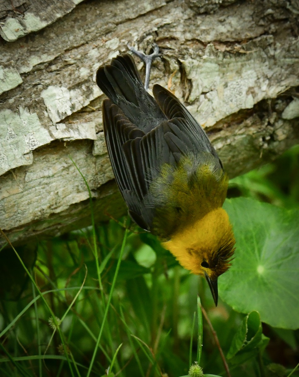 Prothonotary Warbler - ML617812852