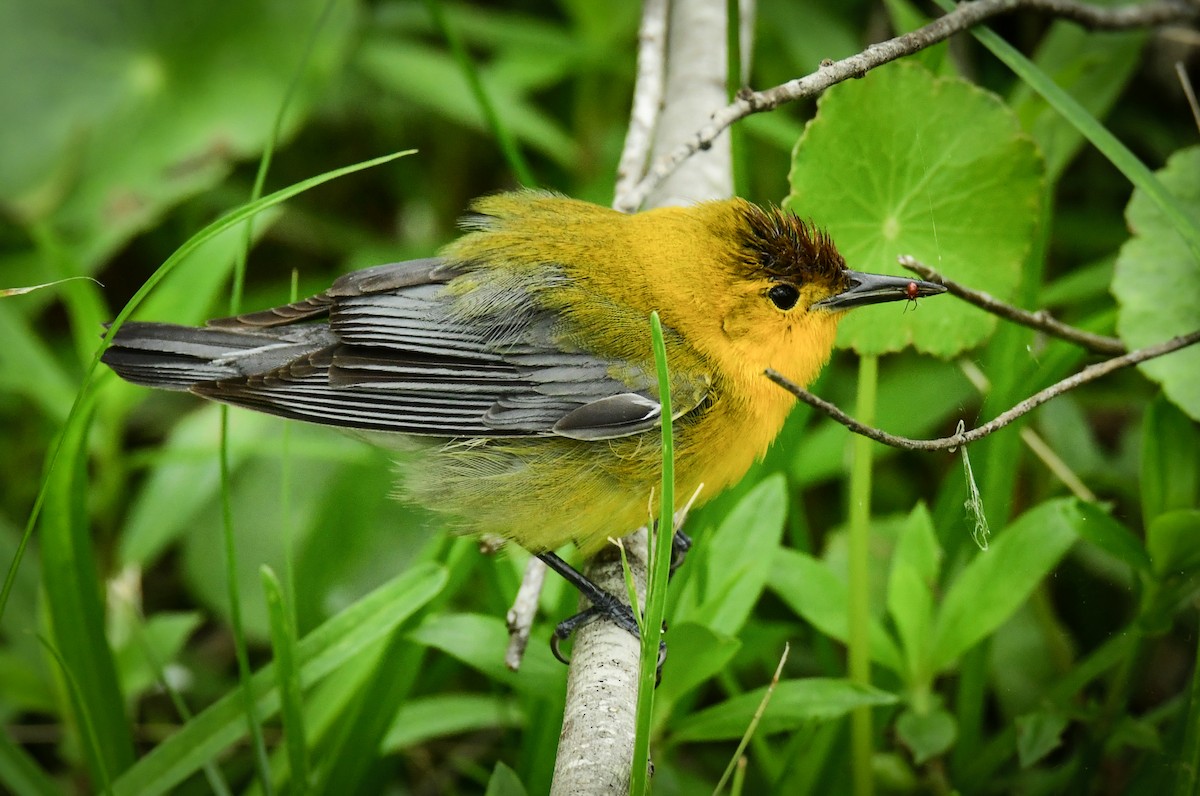 Prothonotary Warbler - ML617812853
