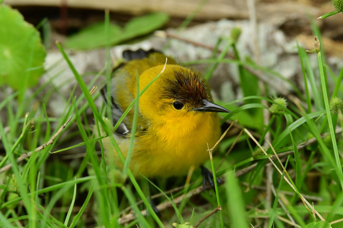 Prothonotary Warbler - ML617812854
