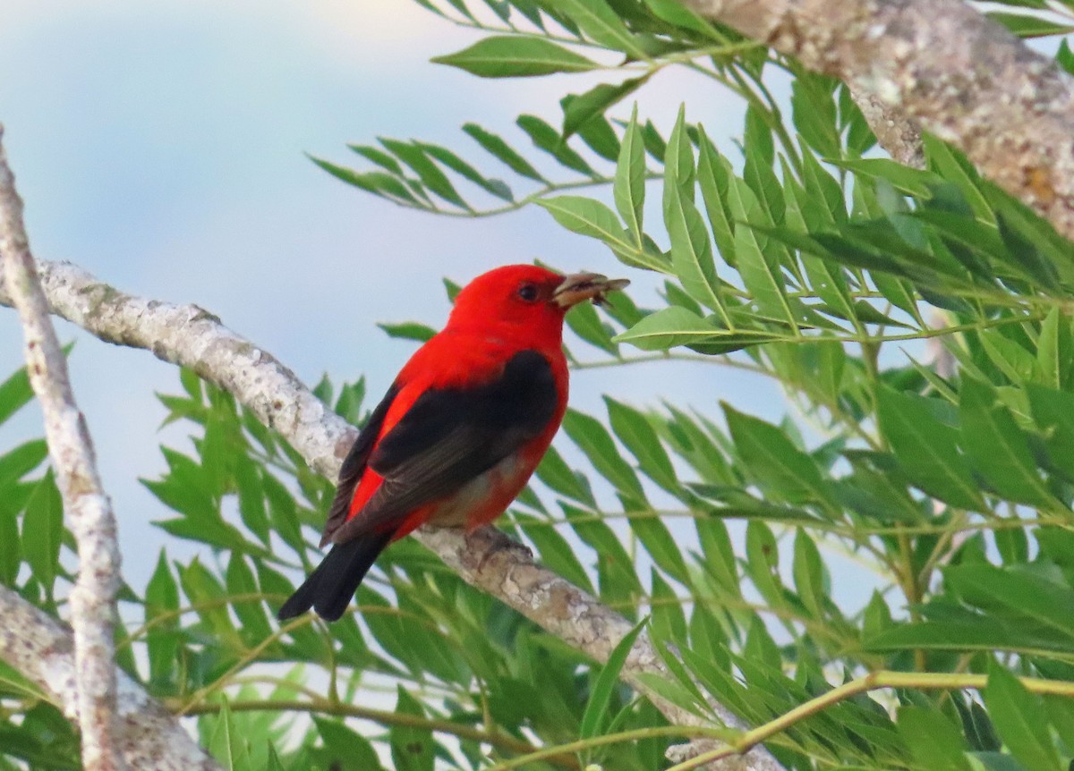 Scarlet Tanager - ML617812870