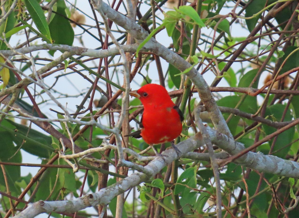 Scarlet Tanager - ML617812874